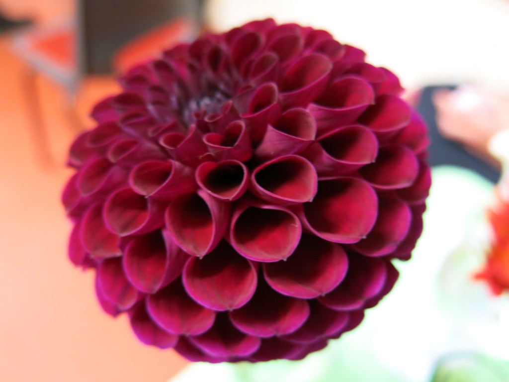 Sue's winning dahlia