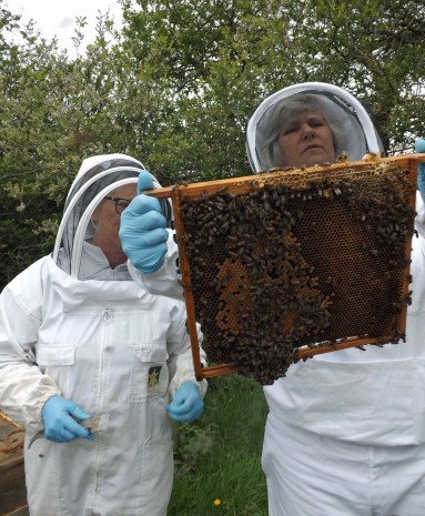 Gail gets up close and personal with some bees.