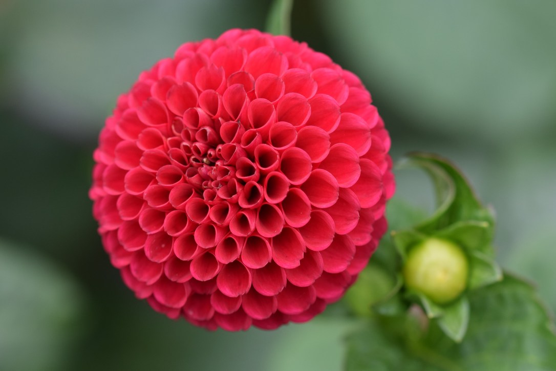 Dahlia9